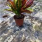 Codiaeum variegatum 100 PCS Seeds