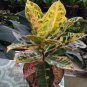 Codiaeum variegatum 100 PCS Seeds