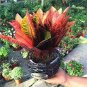 Codiaeum variegatum 100 PCS Seeds
