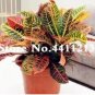 Codiaeum variegatum 100 PCS Seeds