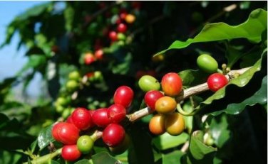 Coffee Bean Seeds ARABICA COFFEE Plant (Coffea Catura Arabica) 10 PCS Seeds