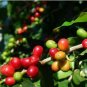 Coffee Bean Seeds ARABICA COFFEE Plant (Coffea Catura Arabica) 10 PCS Seeds