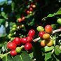 Coffee Bean Seeds ARABICA COFFEE Plant (Coffea Catura Arabica) 10 PCS Seeds