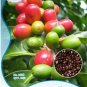 Coffee Bean Seeds ARABICA COFFEE Plant (Coffea Catura Arabica) 10 PCS Seeds