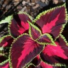 Coleus Blumei 100 PCS Seeds