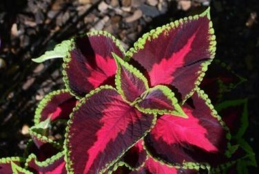Coleus Blumei 100 PCS Seeds