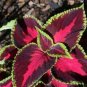 Coleus Blumei 100 PCS Seeds