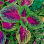 Coleus Blumei 100 PCS Seeds