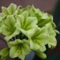 Clivia Miniata Plant Gorgeous Bonsai Rare Bush Lily Flower Bonsai 100 PCS Seeds