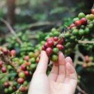 Coffee Bean Seeds, ARABICA COFFEE Plant (Coffea Catura Arabica) 10 PCS Seeds Coffee Bean Seeds, ARABICA COFFEE Plant (Coffea Catura Arabica) 10 PCS Seeds
