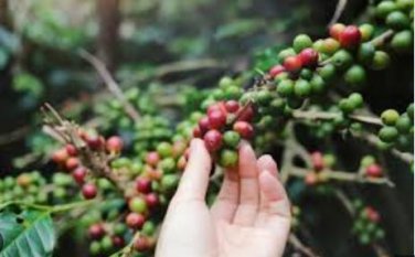 Coffee Bean Seeds, ARABICA COFFEE Plant (Coffea Catura Arabica) 10 PCS Seeds