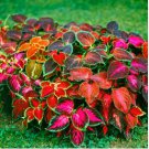 Coleus Blumei Seeds Mixed 9 Colors 100 PCS Seeds