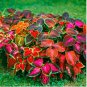 Coleus Blumei Seeds Mixed 9 Colors 100 PCS Seeds