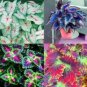 Coleus Blumei Seeds Mixed 9 Colors 100 PCS Seeds