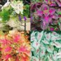 Coleus Blumei Seeds Mixed 9 Colors 100 PCS Seeds