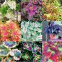 Coleus Blumei Seeds Mixed 9 Colors 100 PCS Seeds