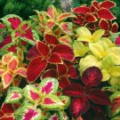 Coleus Bonsai Rare Coleus Blumei Rainbow Mix Color Flower 100 PCS Seeds Coleus Bonsai Rare Coleus Blumei Rainbow Mix Color Flower 100 PCS Seeds