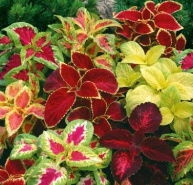 Coleus Bonsai Rare Coleus Blumei Rainbow Mix Color Flower 100 PCS Seeds