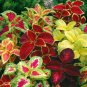 Coleus Bonsai Rare Coleus Blumei Rainbow Mix Color Flower 100 PCS Seeds