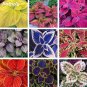 Coleus Bonsai Rare Coleus Blumei Rainbow Mix Color Flower 100 PCS Seeds
