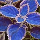 Coleus Bonsai Rare Coleus Blumei Rainbow Mix Color Flower Bonsai 100 PCS Seeds Coleus Bonsai Rare Coleus Blumei Rainbow Mix Color Flower Bonsai 100 PCS Seeds