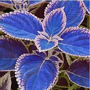 Coleus Bonsai Rare Coleus Blumei Rainbow Mix Color Flower Bonsai 100 PCS  Seeds