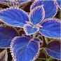 Coleus Bonsai Rare Coleus Blumei Rainbow Mix Color Flower Bonsai 100 PCS Seeds