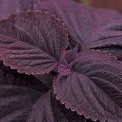 Coleus Giant Exhibition Palisandra 50 PCS Seeds