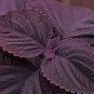 Coleus Giant Exhibition Palisandra 50 PCS Seeds