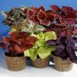 Coleus Giant Exhibition Palisandra 50 PCS Seeds