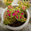 Coleus Seeds Rainbow Colorful Dragon Ornamental Herb Plants 100 PCS Seeds