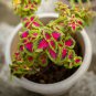 Coleus Seeds Rainbow Colorful Dragon Ornamental Herb Plants 100 PCS Seeds