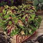 Coleus Seeds Rainbow Colorful Dragon Ornamental Herb Plants 100 PCS Seeds