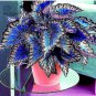Coleus Seeds Rainbow Colorful Dragon Ornamental Herb Plants 100 PCS Seeds