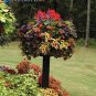 Coleus Seeds Rainbow Colorful Dragon Ornamental Herb Plants 100 PCS Seeds