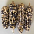 Color Glutinous Maize 100 PCS Seeds