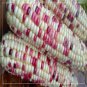 Color Glutinous Maize 100 PCS Seeds
