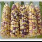 Color Glutinous Maize 100 PCS Seeds