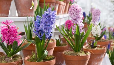 Color Mixing Hyacinth Easy Grow 1 PCS Seeds
