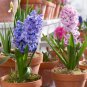 Color Mixing Hyacinth Easy Grow 1 PCS Seeds