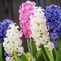 Color Mixing Hyacinth Easy Grow 1 PCS Seeds