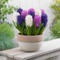 Color Mixing Hyacinth Easy Grow 1 PCS Seeds