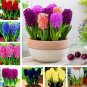 Color Mixing Hyacinth Easy Grow 1 PCS Seeds