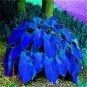 Coloful Hosta Plants Perennials Lily Flower Full Shade Hosta Flower 100 pcs Seeds