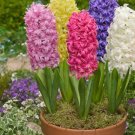 Color Mixing Hyacinth Easy Grow 1 PCS Seeds Color Mixing Hyacinth Easy Grow 1 PCS Seeds