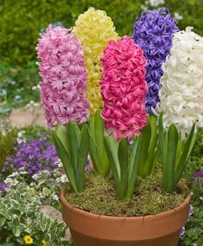 Color Mixing Hyacinth Easy Grow 1 PCS Seeds