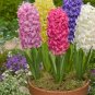 Color Mixing Hyacinth Easy Grow 1 PCS Seeds