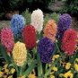 Color Mixing Hyacinth Easy Grow 1 PCS Seeds