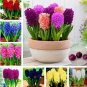 Color Mixing Hyacinth Easy Grow 1 PCS Seeds