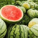 Color Skin Red Inside Middle Sweet Juicy Watermelon 'Ling Long Ha' Organic 20 PCS Seeds